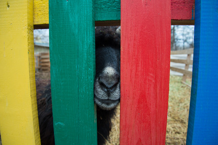 Goat noses staring out of colored fenceの写真素材