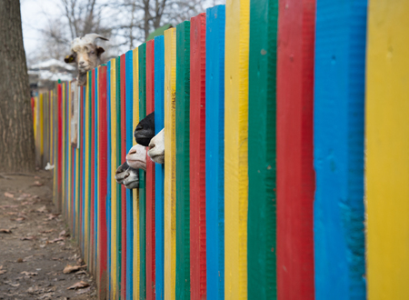 Goat noses staring out of colored fenceの写真素材