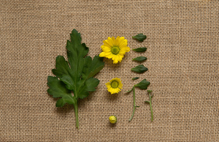 Set of whole and halved camomile with leaves. Clipping pathsの写真素材