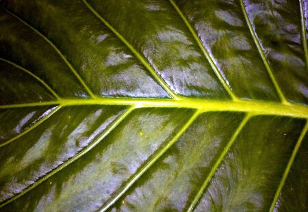 Green leafの写真素材
