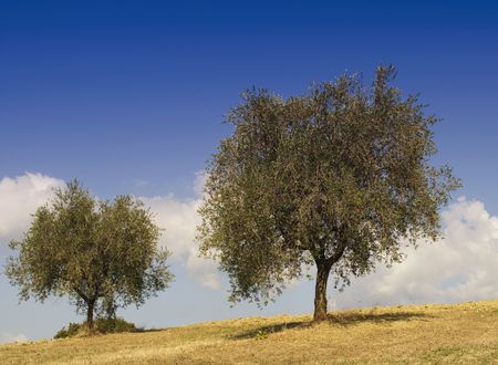 Couple of olive trees in a sunny beatiful landscapeの写真素材