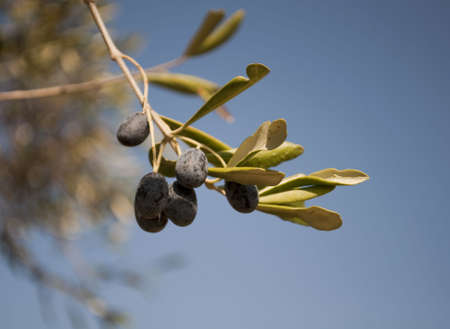 Detail of olive branchの写真素材