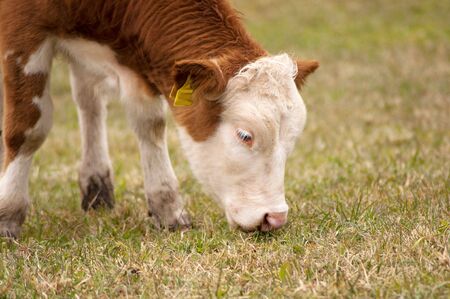 Cow eating grassの写真素材