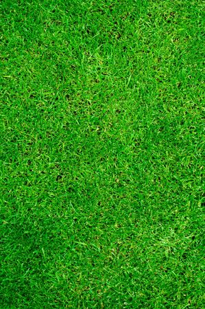 Green grass backgroundの写真素材