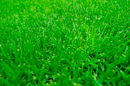 Green grassの写真素材