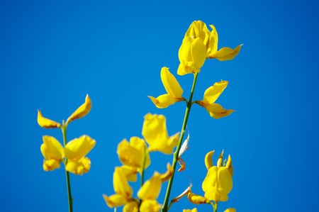 Yellow flower of a genista on sky backgroundの写真素材