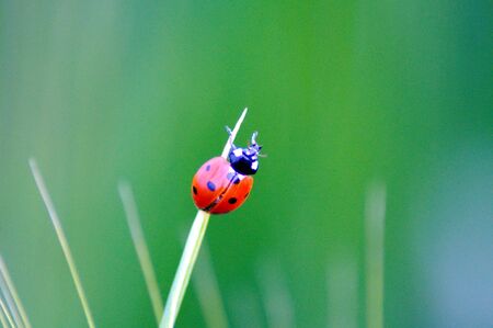 Ladybug on grassの写真素材