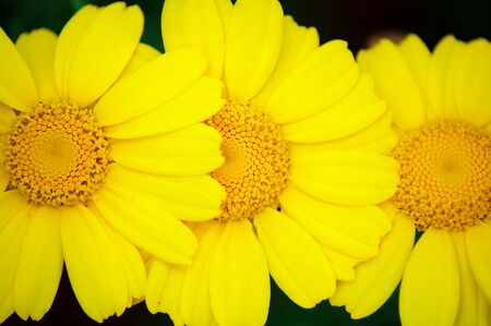 Closeup of three yellow daisiesの写真素材