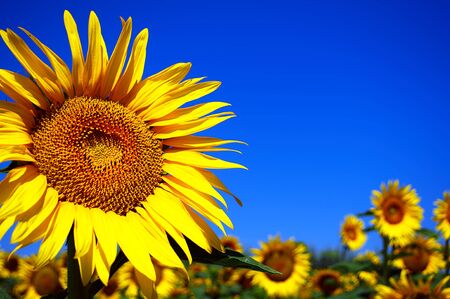 Sunflowers against the blue skyの写真素材