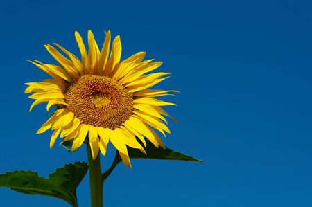 Closeup of a beautiful sunflower in the sun against the blue skyの写真素材