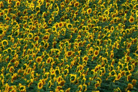 Sunflower fieldの写真素材