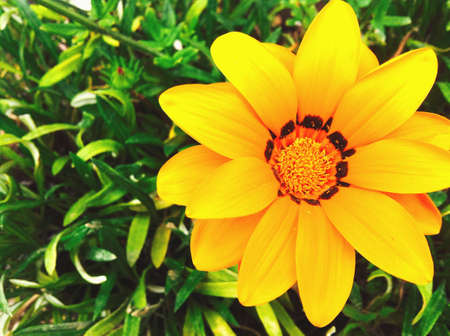 Beautiful flowerの素材