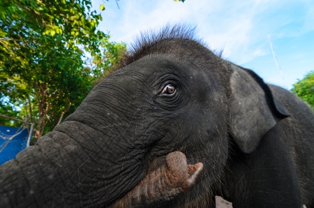 Chang Thai Show,elephantの写真素材