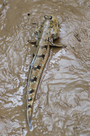 portrait of blue spotted mud skipper in the mangrove forest on the outskirt of Bangkok.
