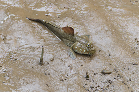 portrait of blue spotted mud skipper in the mangrove forest on the outskirt of Bangkok.の写真素材