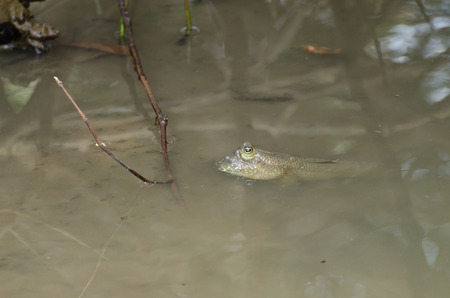 portrait of blue spotted mud skipper in the mangrove forest on the outskirt of Bangkok.