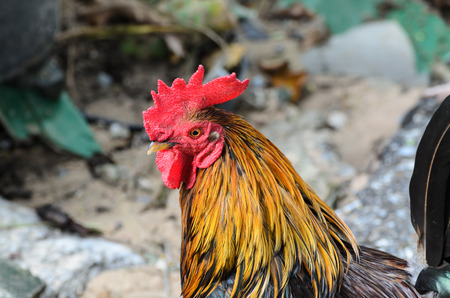 Chicken  cockfight, Fighting chicken on backgrund  nature. In Thailand.の写真素材