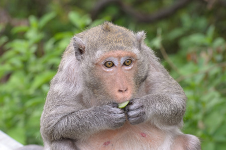 Monkeys generally possessing tails and consisting of approximately 260 known living species. Many...