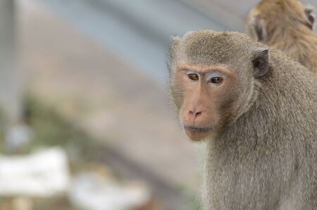 Monkeys generally possessing tails and consisting of approximately 260 known living species. Many...