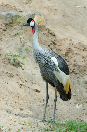 Grey Crowned Crane. The national bird of Uganda, it appears in its coat of arms.の写真素材