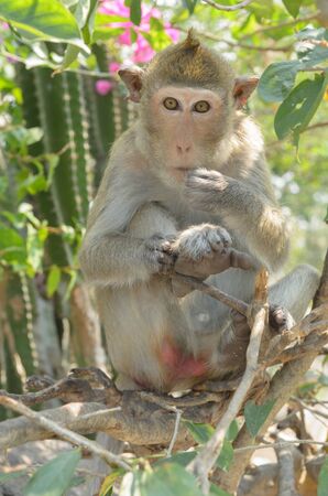 Monkeys generally possessing tails and consisting of approximately 260 known living species. Many...