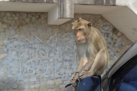 Monkeys generally possessing tails and consisting of approximately 260 known living species. Many monkey species are tree-dwelling arboreal, although there are species that live primarily on the ground.の写真素材