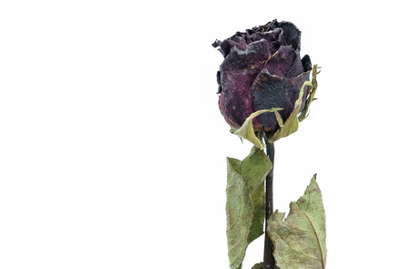 dried red rose on old  Vintage style on white.の写真素材