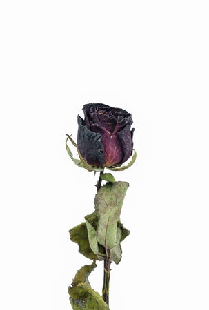 dried red rose on old  Vintage style on white.の写真素材