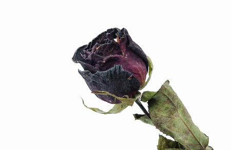 dried red rose on old  Vintage style on white.の写真素材