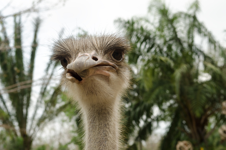 Curious african ostrich walking in the paddock at the ostrich farm. Ostrich Farm.