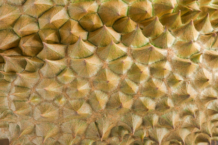 Close up durian peel the king of fruits in Thailand.の写真素材