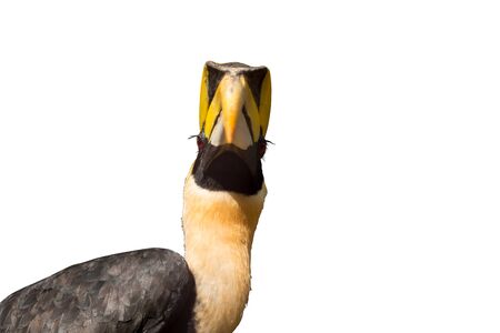 Close-up view of an Oriental Pied Hornbill - Anthracoceros albirostrisの写真素材
