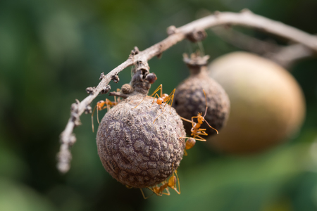 Longan bunch on the tree with green leaves at the orchard in Thailand.の写真素材