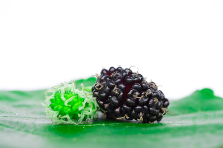 Close up of mulberry saw detail. The fruit is rich in vitamin C on white background.