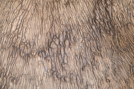 Texture of asia buffalo skin at close range.の写真素材