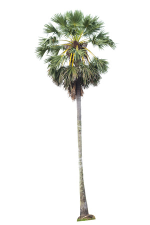 Green tree isolated on white background.の写真素材