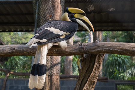 Portrait of Oriental Pied Hornbill (Anthracoceros albirostris). Endangered Endemic Borneo Bird.の写真素材
