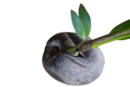 Small Coconut Tree Sprouted From Coconut Seed isolated on white background.の写真素材