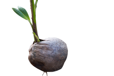 Small Coconut Tree Sprouted From Coconut Seed isolated on white background.の写真素材