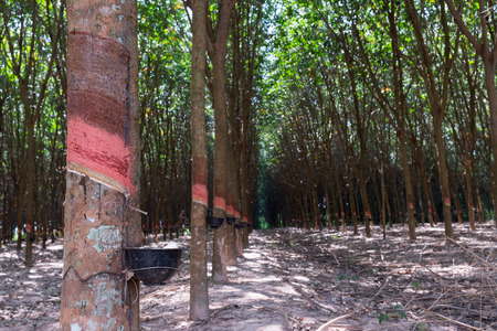 Collecting Organic Rubber From A Tree In South East Asia.の写真素材