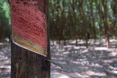 Collecting Organic Rubber From A Tree In South East Asia.の写真素材