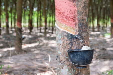 Collecting Organic Rubber From A Tree In South East Asia.の写真素材