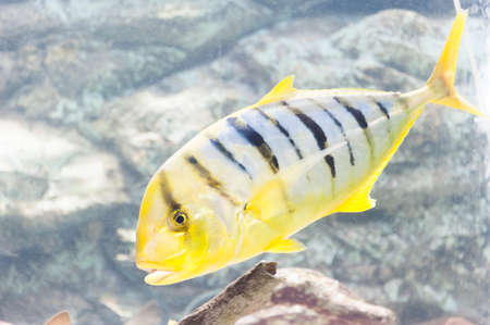 Tropical fish and corals in the sea under water.