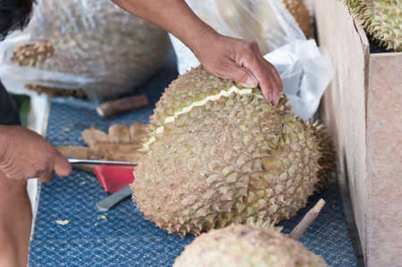 Asian farmer holding durian is a king of fruit.の写真素材