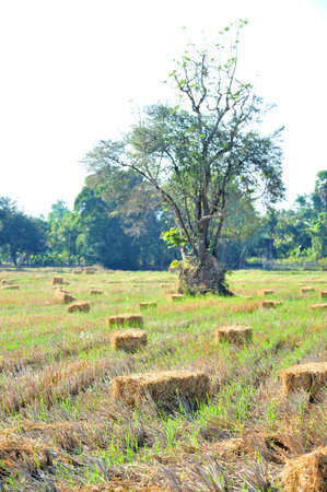 Hay bales in the field with tree in background, Thailand.の写真素材