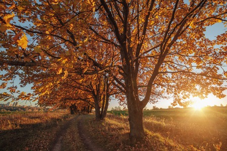 Oak alley and road stretching into the autumn at sunset.の写真素材