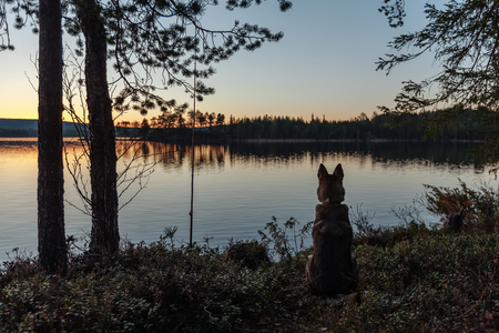 Silhouette of a dog sitting on the shore of a forest lake.の写真素材