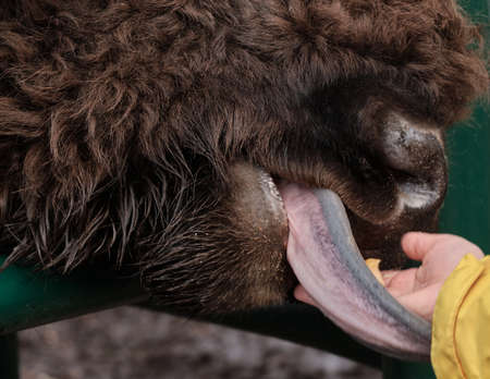 Child's hand is feeding bison behind fence. Bison funnyly stretches its long tongue for an apple....