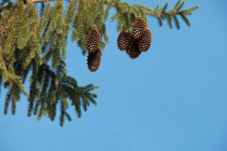 New Year's and Christmas. Christmas tree with beautiful pine cones on background of blue sky with...