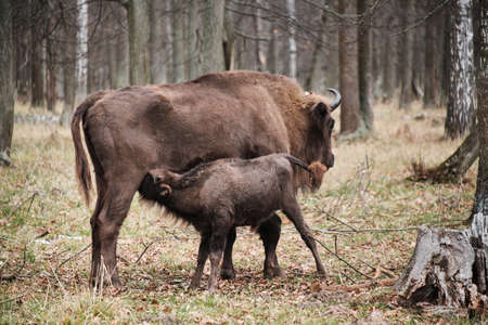 Bison in autumn forest, small bison drinks milk of bison mother, feed in their natural habitat. Prioksko-Terrasny Nature Reserve, Poland in Europe. wild life scene from natureの写真素材